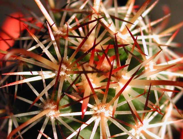 Mammillaria capensis (1).jpg